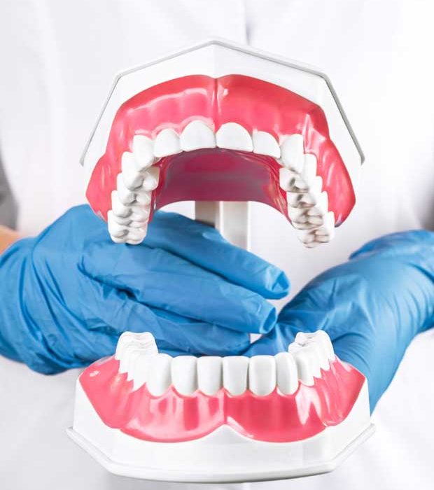 A dentist proudly presents a detailed model showcasing a full set of teeth